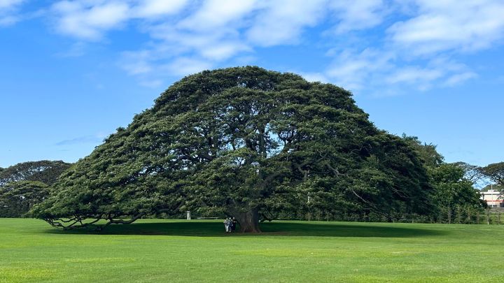 「この木なんの木」で有名なモアナルア・ガーデンを詳しく解説