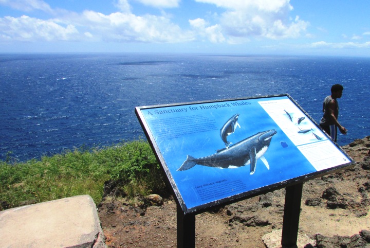 【2026年最新】2月ハワイ旅、天気・服装・イベント・ショッピング・グルメ情報など！
