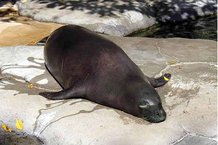 ワイキキ水族館
