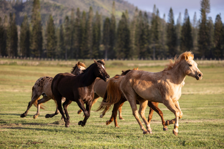フォーシーズンズラナイ